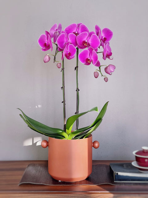 Classic Potted Orchid