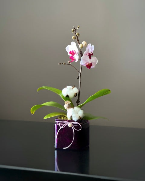 Miniature Orchid