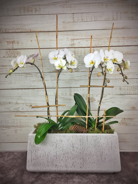Orchid Grandeur