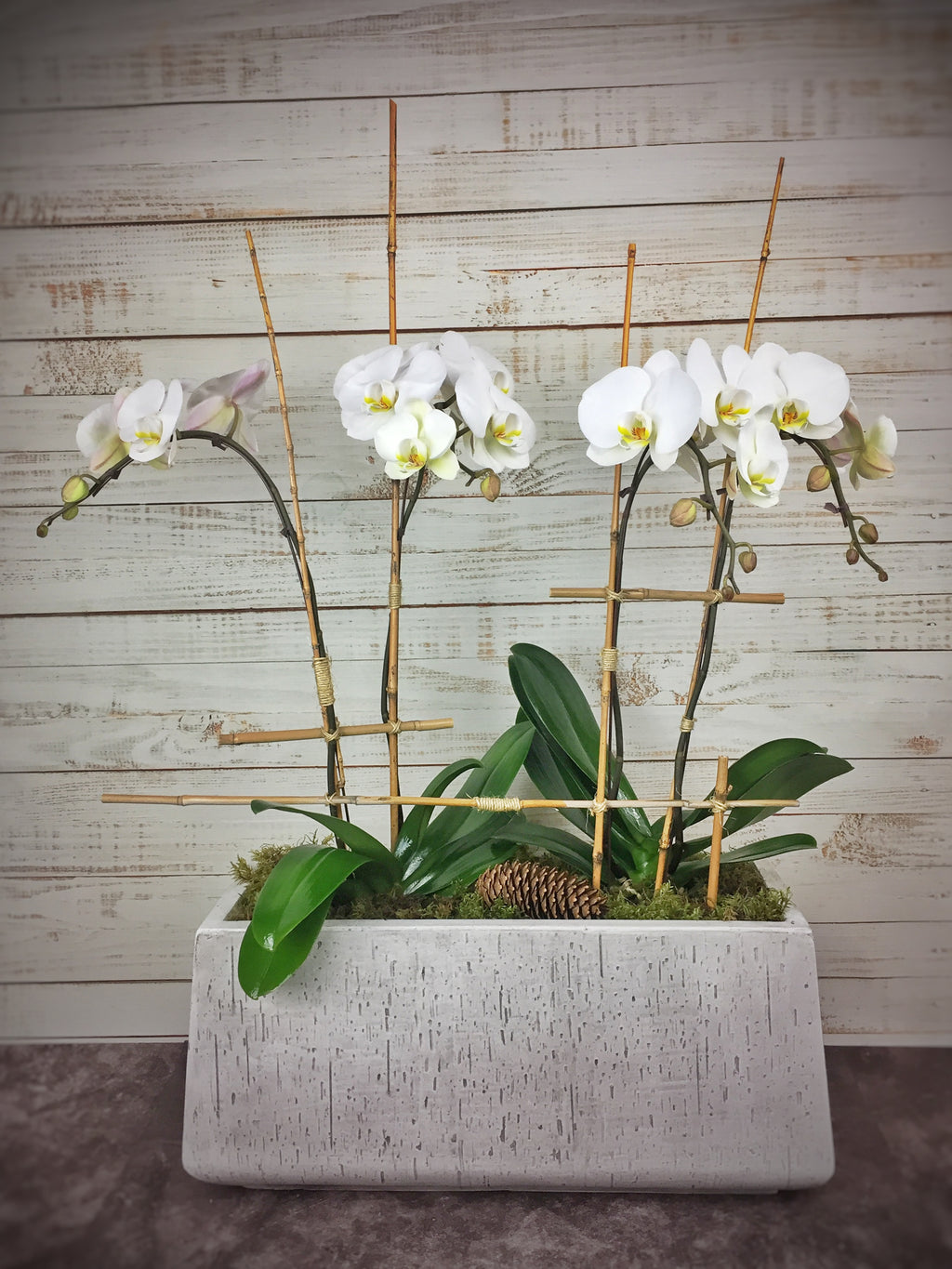 Orchid Arrangement-3