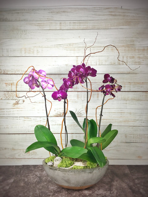 Orchid Splendour