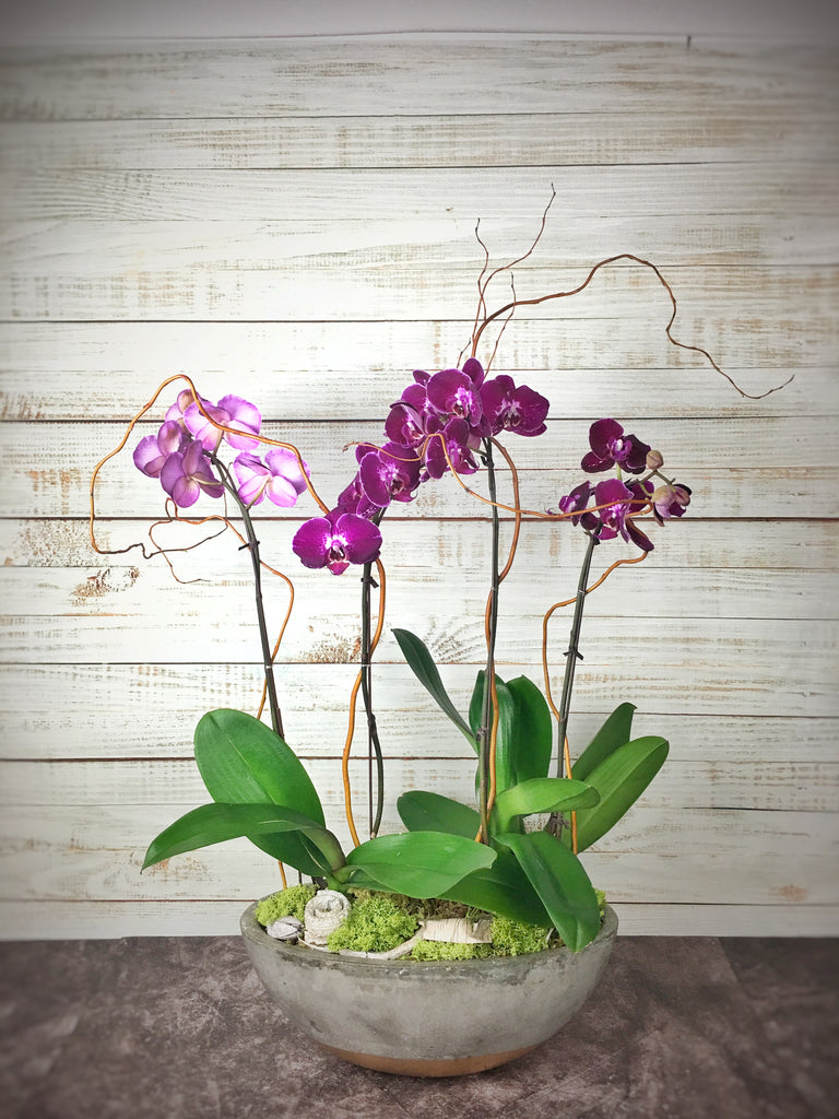 Orchid Arrangement-2