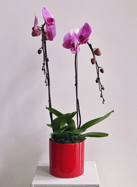 Classic Potted Orchid