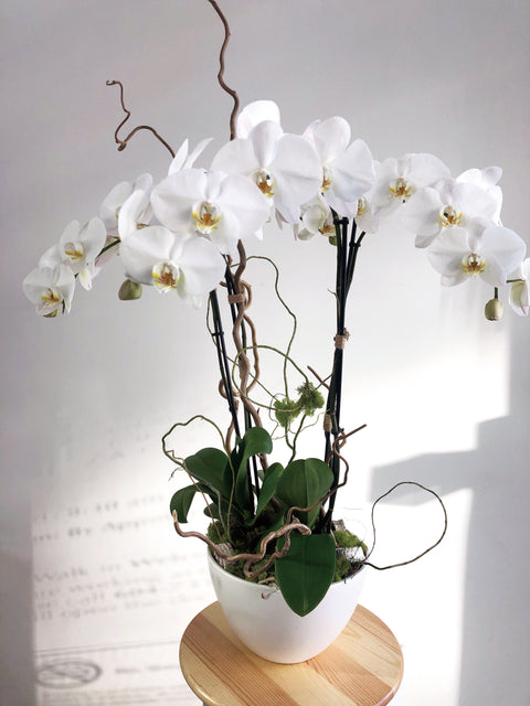 Blanche Orchid Potted Arrangement