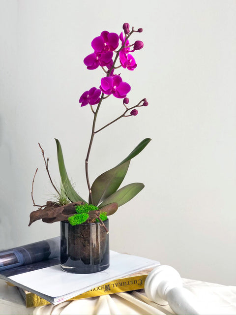 Petite Orchid Arrangement