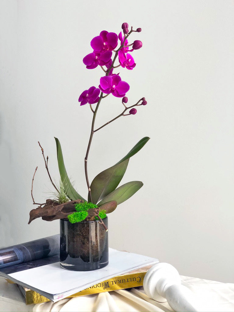 Mini Orchid Arrangement